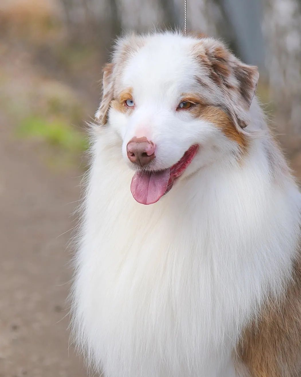 iz_doma_korolevoi_kennel в LOOKY — фото 4