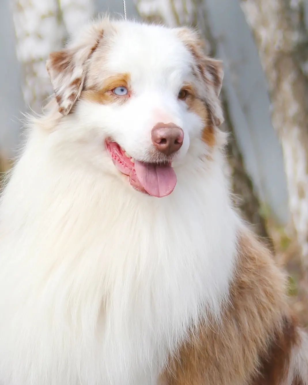 iz_doma_korolevoi_kennel в LOOKY — фото 2