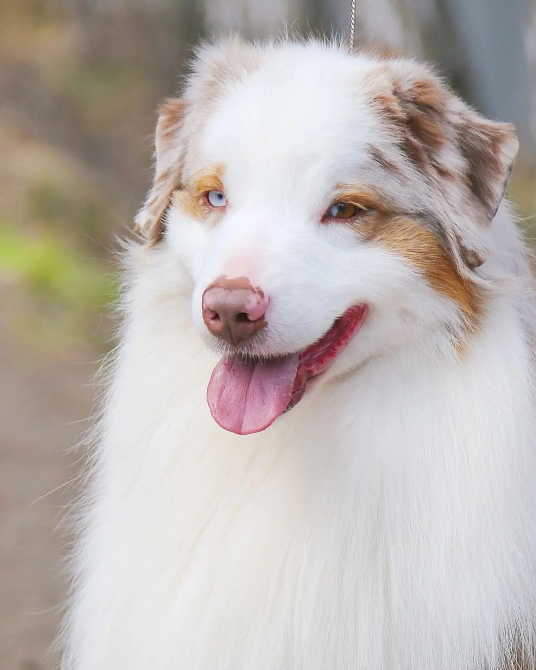 iz_doma_korolevoi_kennel в LOOKY — фото 3