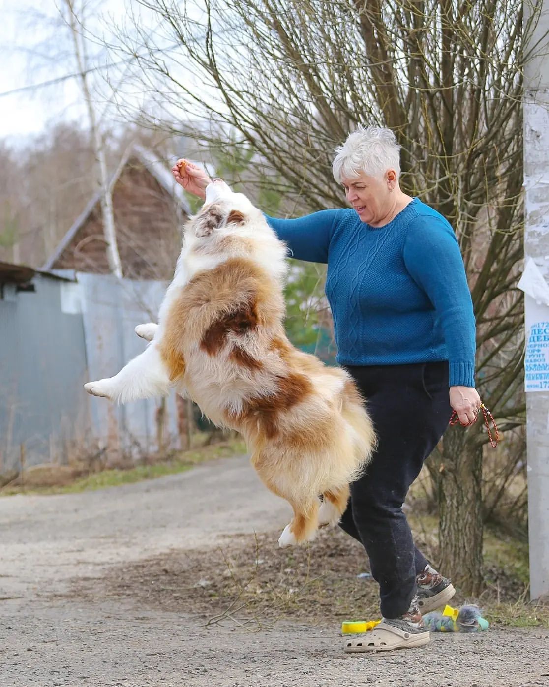 iz_doma_korolevoi_kennel в LOOKY — фото 2