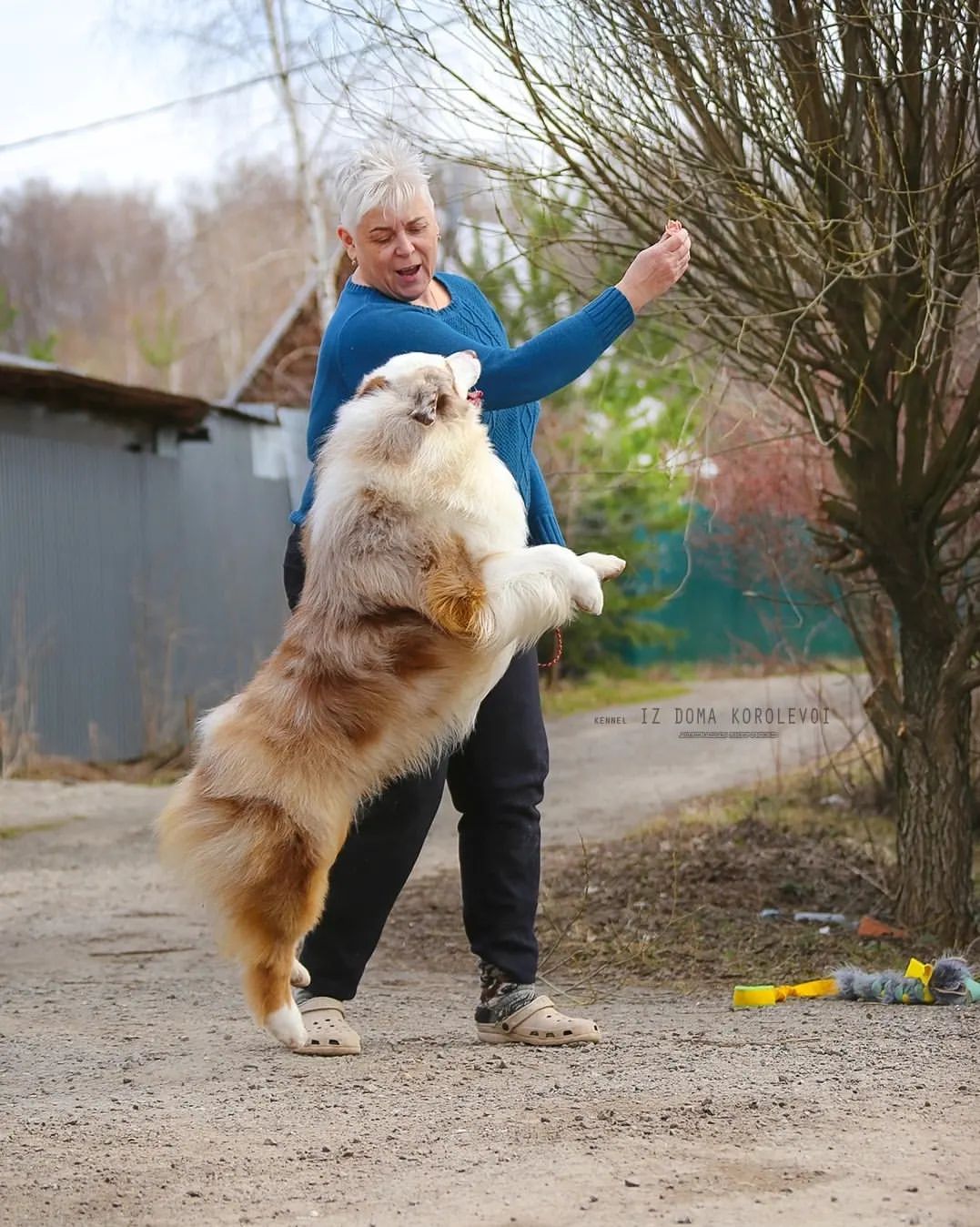 iz_doma_korolevoi_kennel в LOOKY — фото 4