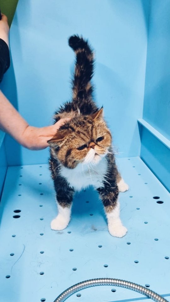 mycatgrooming in LOOKY. . А вчера мы снова учи...