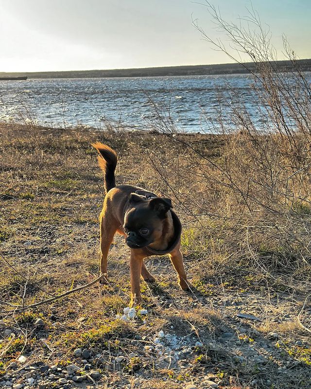 yoshik_dog в LOOKY. #yoshik_dog. Сегодня изучали новы...