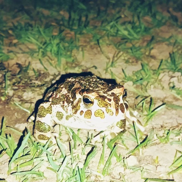 sobachkapochti в LOOKY. . frog良いカエル