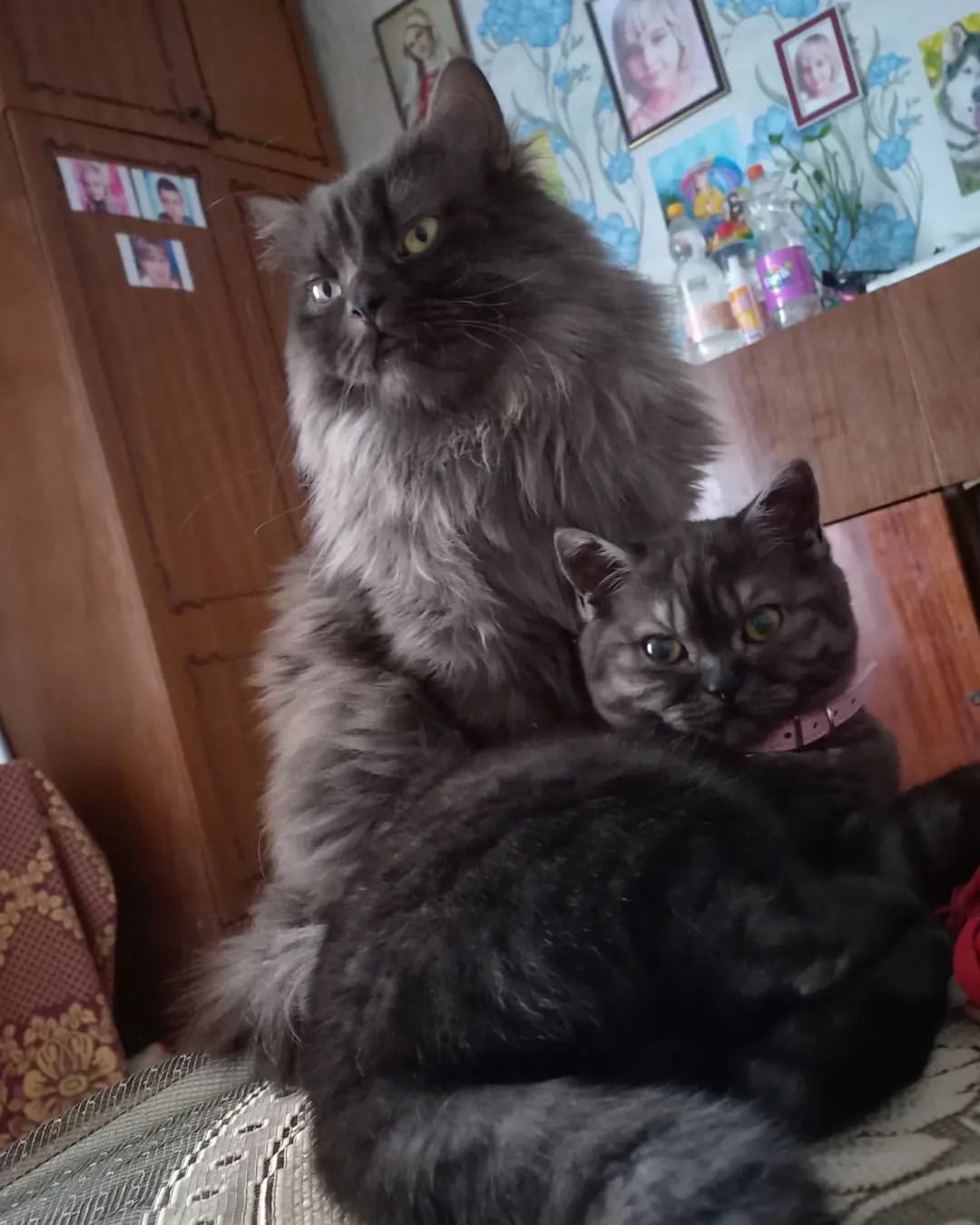 🐱🐱
