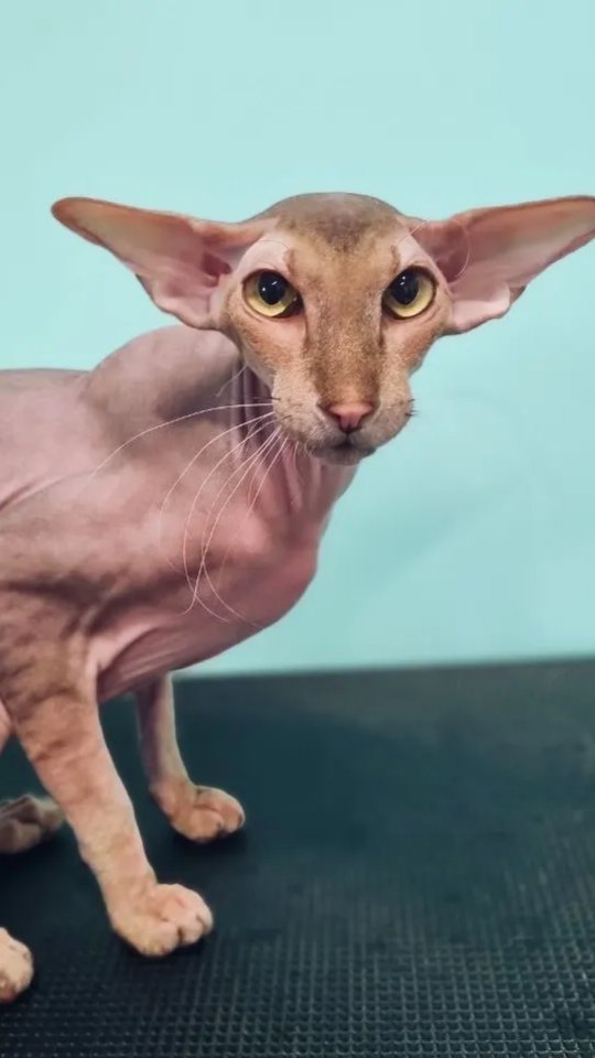 mycatgrooming in LOOKY. . Да, таким ребятам то...