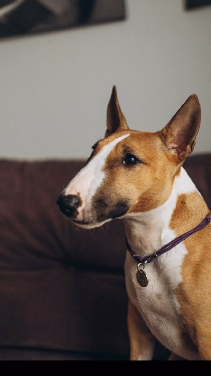 minibull_izzi в LOOKY. #trend,#new,#newtrend,#bullterrier,#minubull,#minibullterrier,#dog,#doglover,#doglove,#doglife,#happydog,#ilovemydog,#собака,#собакадругчеловека,#собакадруг,#бультерьер,#минибуль,#минибультерьер. New trend 

#trend #...