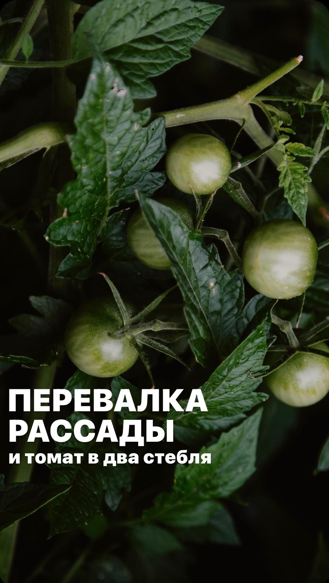 topalova.pro в LOOKY. . ПЕРЕВАЛКА РАССАДЫ🌱
...