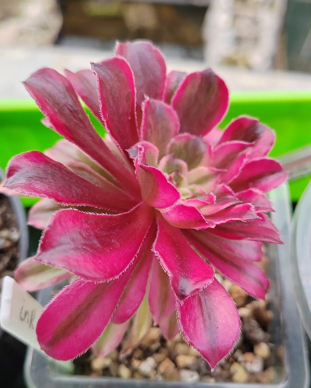 pautinka_club в LOOKY. #aeonium,#succulent,#flowers. #aeonium #succulent ...