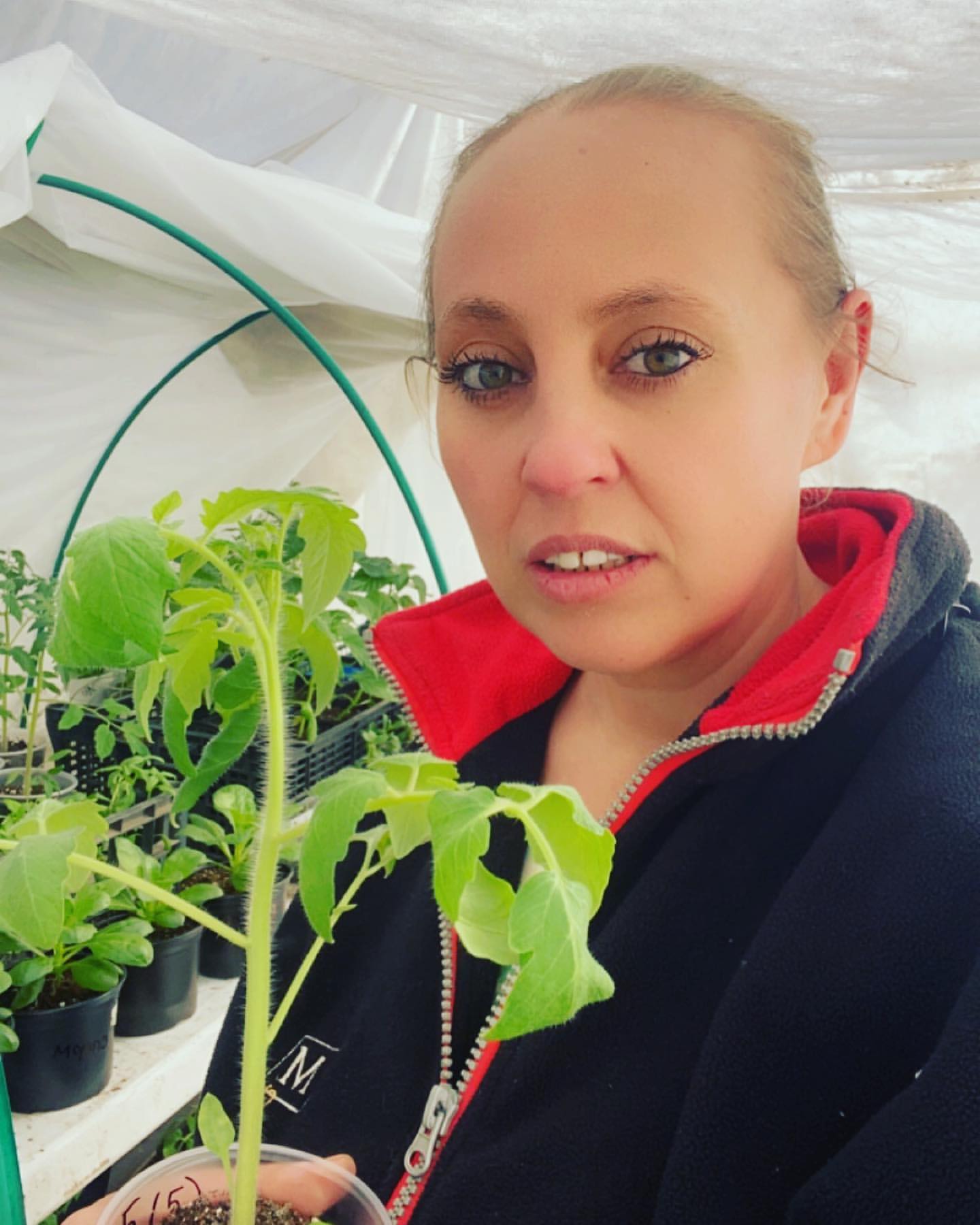 nika_kust в LOOKY. #сибсад_тестирование2023,#огород,#рассада,#деревня,#домиквдеревне,#домсадогород,#загороднаяжизнь24,#загороднаяжизнь,#загородом. В этом году принимаю...