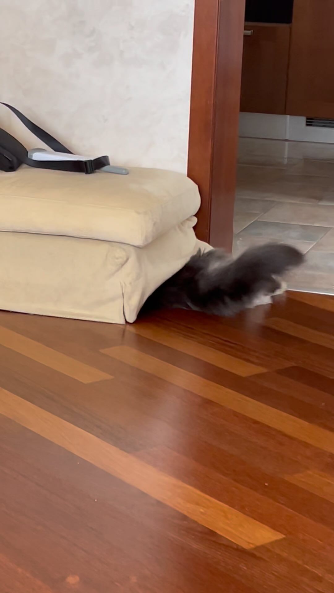 nika.maine_coon в LOOKY. #cat,#cats,#mainecoonlovers,#catlover,#catlovers,#katze,#picoftheday,#catsofinstagram,#catstagram,#catporn,#catoftheday,#貓,#猫,#gatto,#قط,#gato,#catlove,#mainecooncats,#happycat,#pet,#yourcatphoto,#pet,#pleasantcats,#myselfmadephotos,#catladytribe,#🐱,#maanocats,#catplay,#catplaying,#video. А я все равно достан...