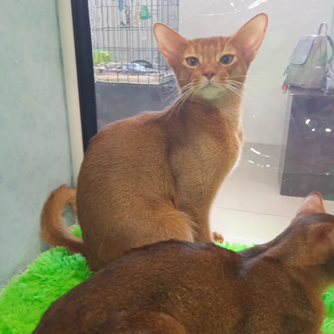 abyssinian_wildaby в LOOKY — фото 2
