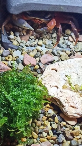 7calamus7 в LOOKY. #pets,#crab,#aquariums,#радужныйкраб,#hobby,#photooftheday,#saturday,#holiday,#weekend,#krebse,#cardisomaarmatum,#mypet,#love,#проказник,#cute,#animal,#animals,#animallover,#beautiful,#nature,#naturelover,#petlovers,#love,#mysoul. А ну отдай! 😄😄😄
#...