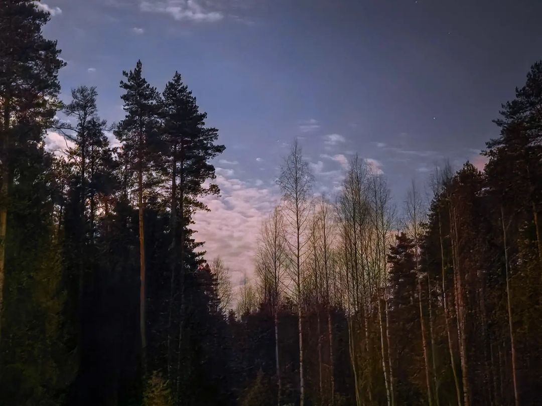artem_nagibin.official в LOOKY — Лес. Буйский район
#природа #апрель #весна #лес #буйский_рай