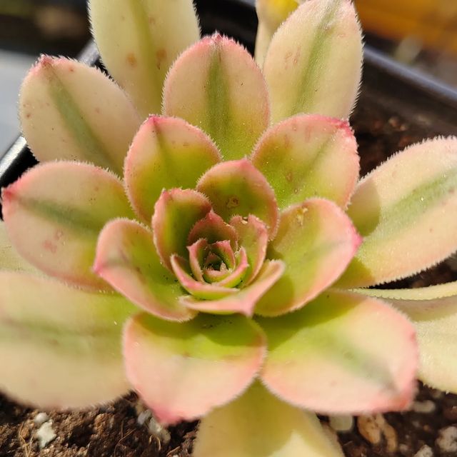 pautinka_club в LOOKY. #aeonium,#succulent,#flowers,#цветы,#хобби,#суккуленты,#эониум. #aeonium #succulent ...