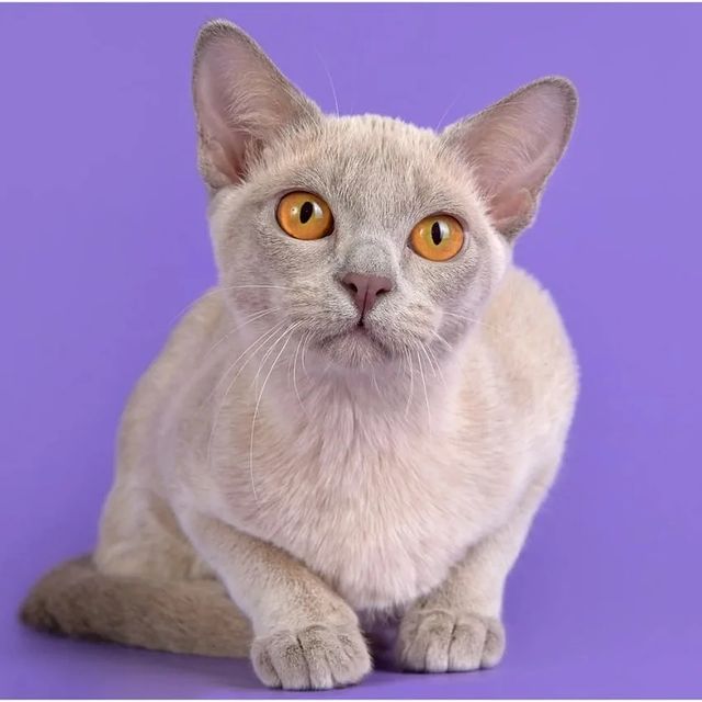 annasolo1223 в LOOKY. . Питомник Bailey's -S...