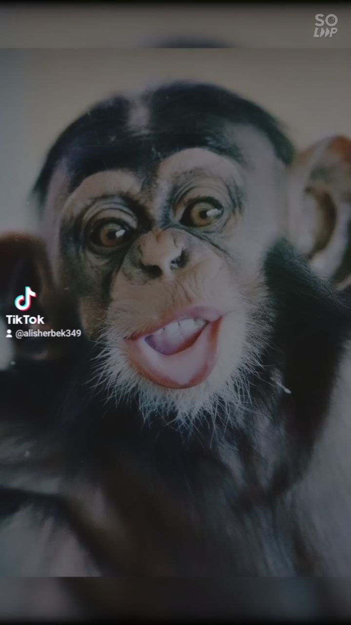 alisher_2018_ in LOOKY. . null