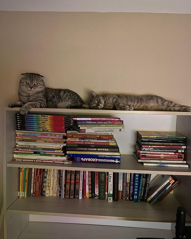 pichkur_serega в LOOKY. . Отдыхают перед ночны...