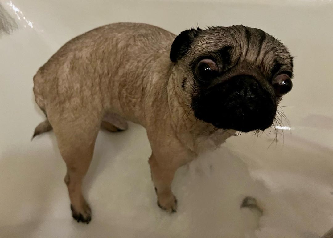 alethepug в LOOKY — Водные процедуры🤣🤣🤣