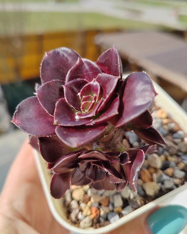 pautinka_club в LOOKY. #эониум,#цветы,#хобби,#суккуленты,#succulent,#aeonium. #эониум #цветы #хобб...