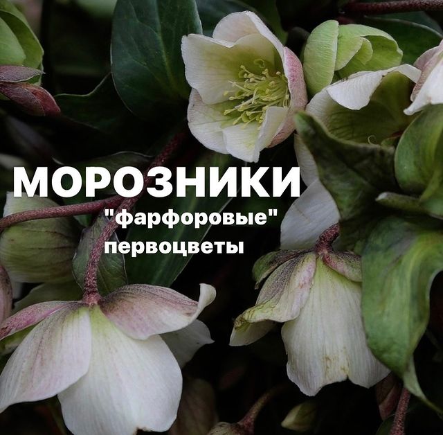 topalova.pro в LOOKY. #морозник,#первоцветы,#веснавсаду,#дача. Морозник 🌺
Нежные б...