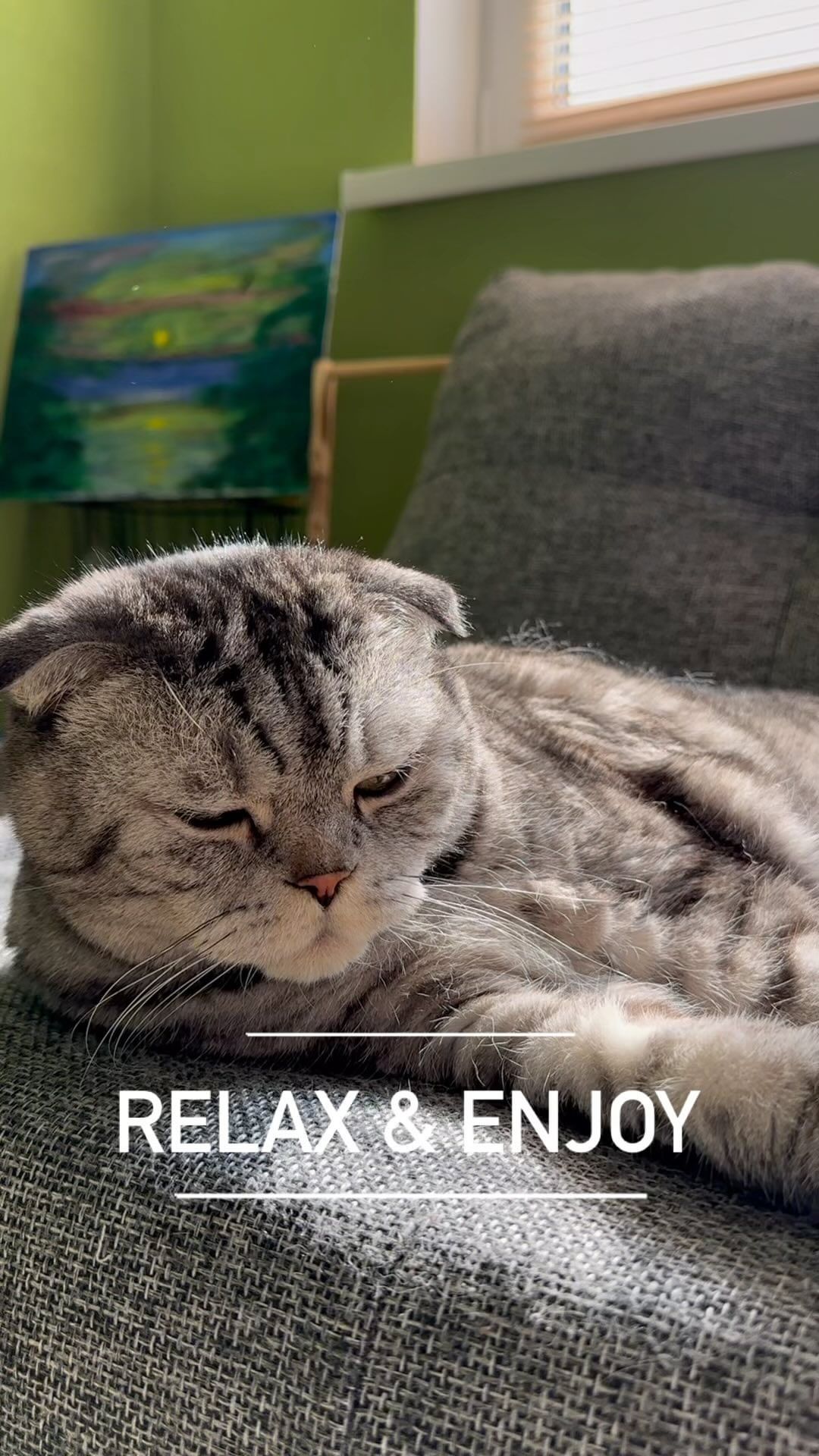 famousniki in LOOKY. #relax,#enjoy,#cats,#catsofinstagram,#famousniki,#когдатыкот,#котблогер,#никикот. relax and enjoy #rel...