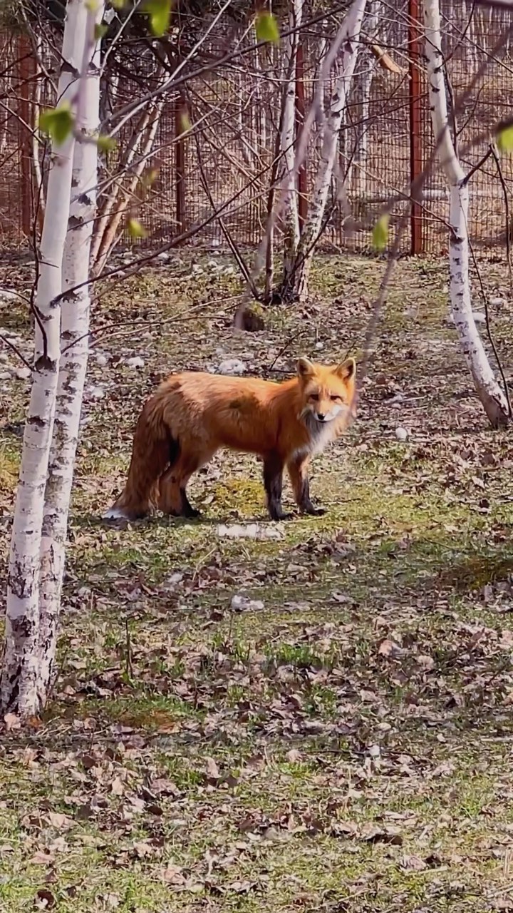 myfoxfamily in LOOKY. . Всё больше отношусь ...
