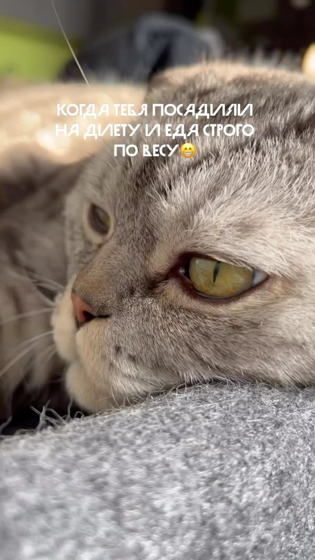 famousniki in LOOKY. #диета,#якот,#котблогер,#никикот,#когдатыкот,#инстакот,#котикиинстаграма,#famousniki. Я снова на диете😻 #...