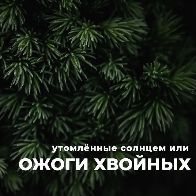 topalova.pro в LOOKY. #туяпожелтела,#пуршат,#соснагорная,#ельконика,#уходзасадом,#обгораниехвойных,#LOOKY_топ. ☀️ Некоторые из хвой...