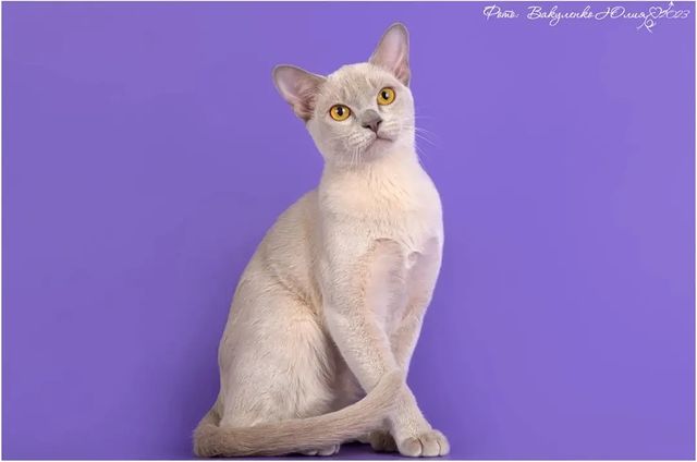 annasolo1223 в LOOKY. . Питомник Bailey's -S...