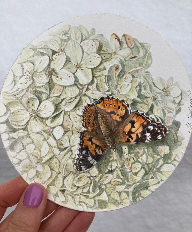 mariayarmish_botanicalart в LOOKY. #акварель,#акварельнаяживопись,#ботаника,#ботаническаяживопись,#ботаническаяакварель,#ботаническаяиллюстрация,#ботаническийрисунок,#ботаническийхудожник,#цветыакварелью,#бабочкаакварелью,#botanicalart,#botanicalartist,#botanicalillustration,#botanicaldrawing,#flowerillustration,#russianbotanicalartists,#saba_russia,#saba_artist,#гортензия,#рисунокгортензии,#hydrangeaillustration,#hydrangea,#tulipflower,#watercolor_flower,#butterfly. Бабочка на гортензии...