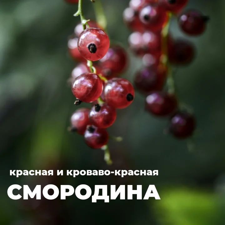 topalova.pro в LOOKY — 📍 Что важно знать садоводам о красной смородине /Ribes Rubr