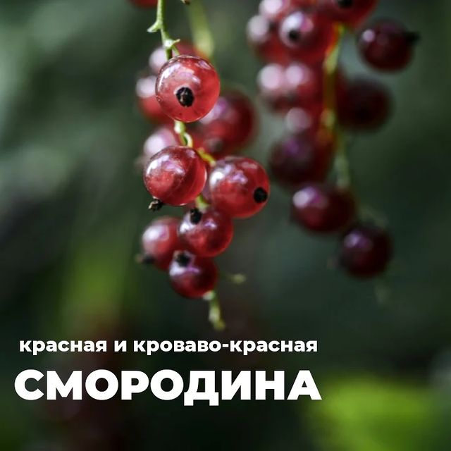 topalova.pro в LOOKY. #краснаясмородина,#смородина,#декоративныекустарники,#плодовоягодные,#урожай,#чтопосадить,#дача. 📍 Что важно знать с...