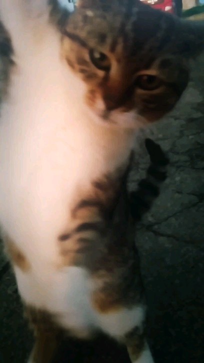 video__insta_23 в LOOKY. #кот,#котэ,#котик,#котики,#котенок,#котейка,#инстакот,#инстатаг,#коты,#котята,#котя,#котёнок,#коте,#котопес,#котикиправятмиром,#котаны,#кошка,#кошки,#кошечка,#кошара,#кошаки,#кошкитакиекошки,#кошкамоя#cat,#cats,#catsofinstagram,#instacat,#aihashtag,#catstagram,#catlover. #кот #котэ #котик #к...