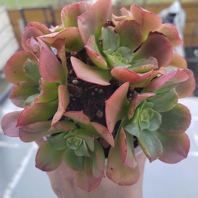pautinka_club в LOOKY. #эониум,#цветы,#хобби,#суккуленты,#succulent,#aeonium. #эониум #цветы #хобб...