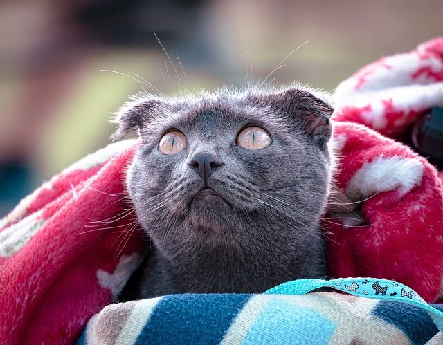 avekhorev в LOOKY. . null