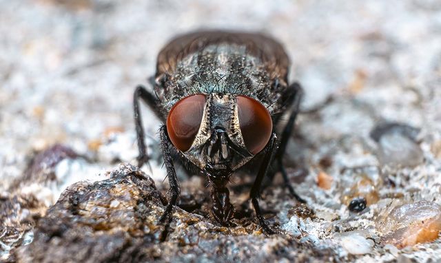 avekhorev в LOOKY. #macrophotography,#macro. #macrophotography #m...