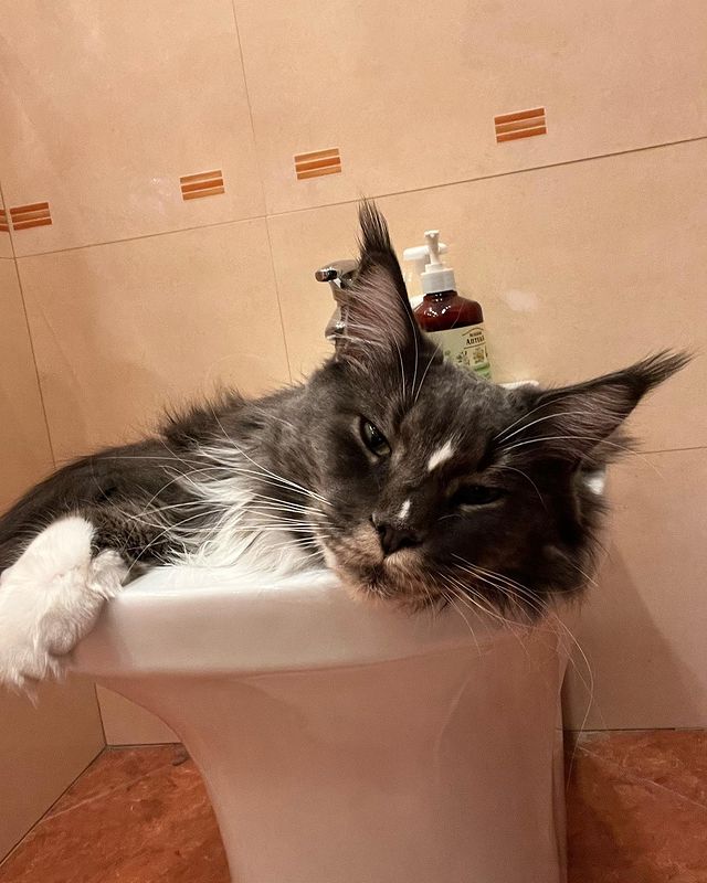nika.maine_coon в LOOKY. #cat,#cats,#mainecoonlovers,#catlover,#catlovers,#katze,#picoftheday,#catsofinstagram,#catstagram,#catporn,#catoftheday,#貓,#猫,#gatto,#قط,#gato,#catlove,#mainecooncats,#happycat,#pet,#yourcatphoto,#pet,#pleasantcats,#myselfmadephotos,#catladytribe,#🐱,#maanocats,#catplay,#catplaying,#morning. Не, мыть меня не над...
