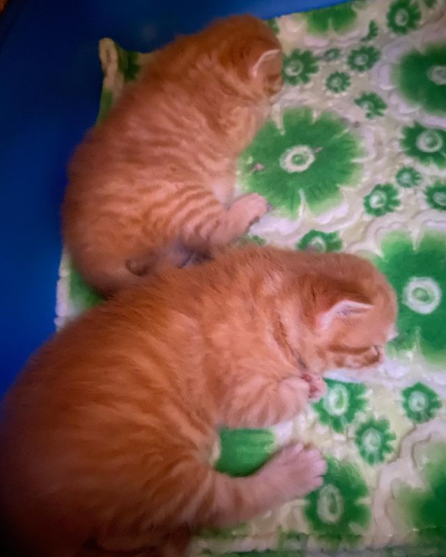 sheerfold_cattery в LOOKY. . Полосатый рейс 😁 ры...