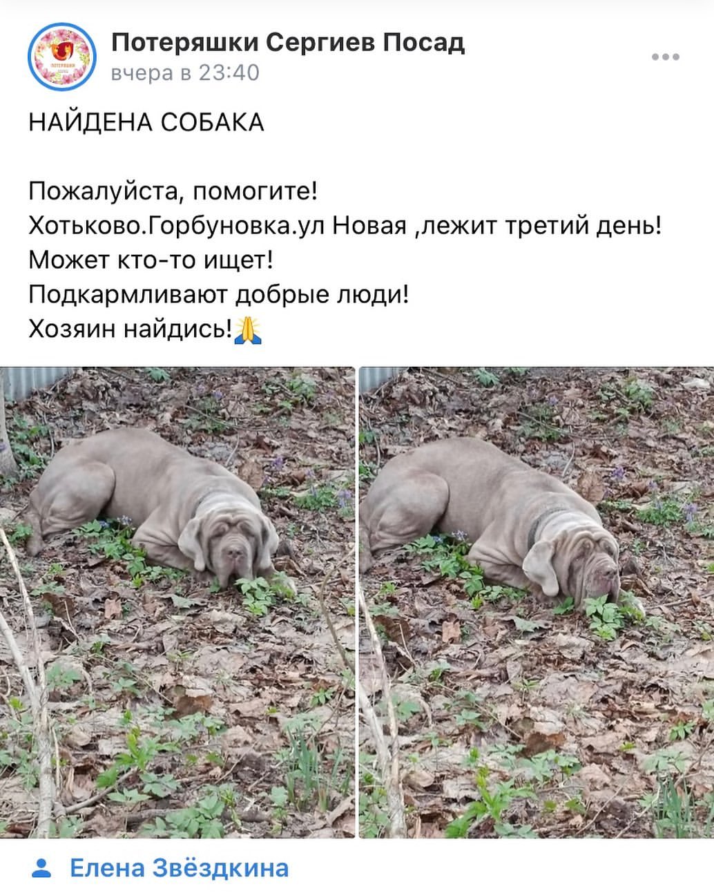 molosshelp.mastino в LOOKY — 🆘‼️Хотьково‼️🆘🆘🆘🆘🆘
Чей мастино лежит?

#мастино #масти