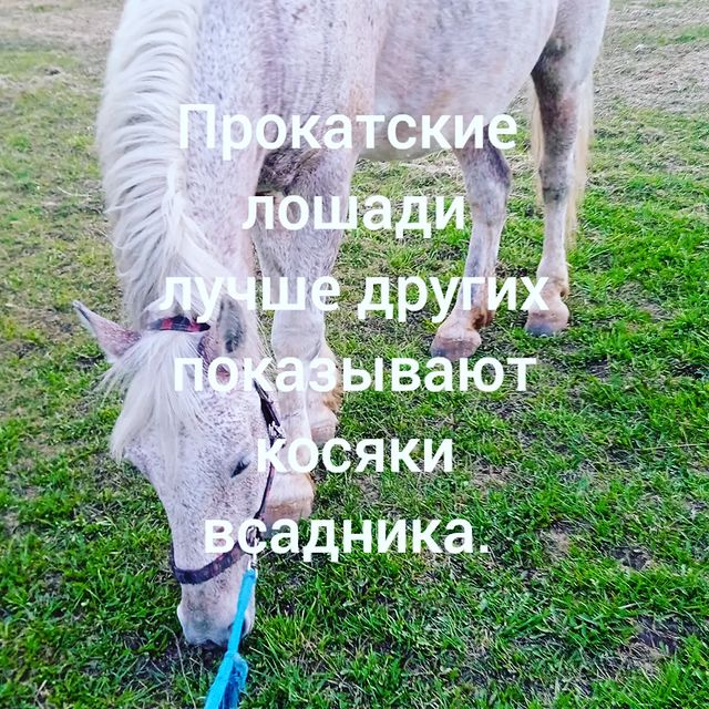 kare_neya в LOOKY. . Если одна лошадь пос...