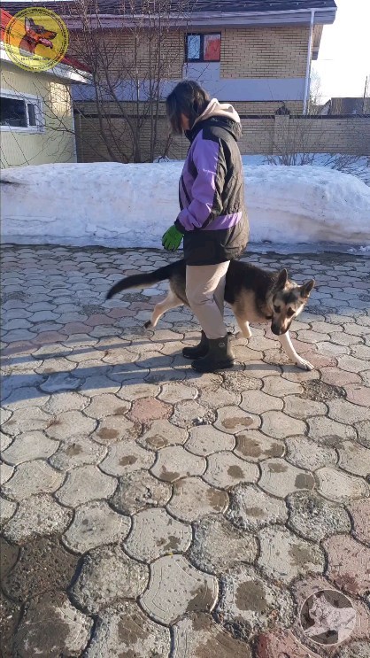 dressirovka_nv in LOOKY. . Основные правила пос...