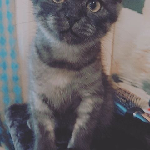 Карусель моего кота😁🥰#любимец#кот#зверь