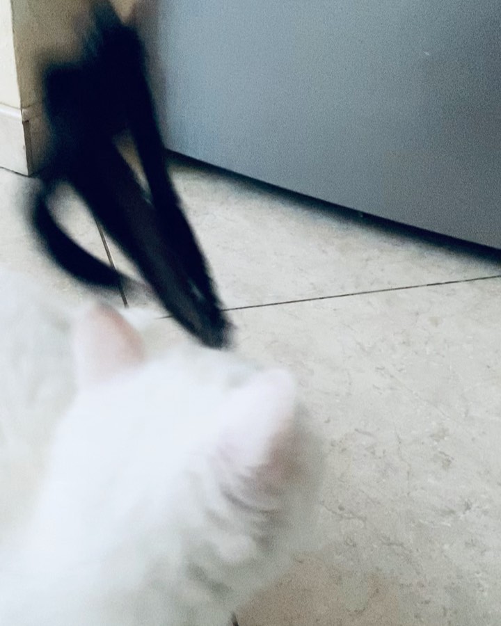 sheerfold_cattery в LOOKY. . Незабудка, незабудка...
