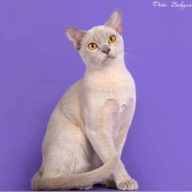 annasolo1223 в LOOKY. . Питомник предлагает ...