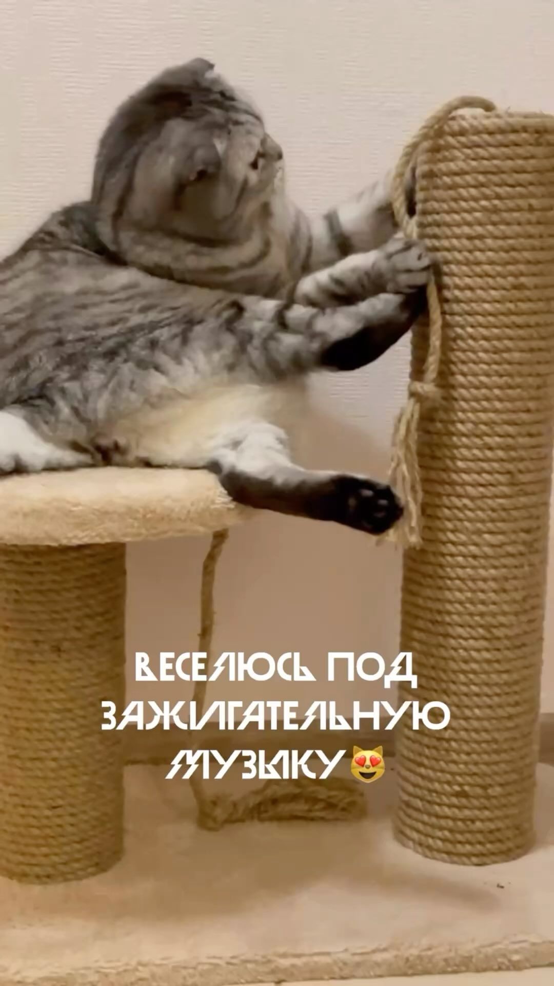 famousniki in LOOKY. #пушистик,#котблогер,#никикот,#инстакот,#котики,#cat,#catsofinstagram. 😻#якот #пушистик #к...
