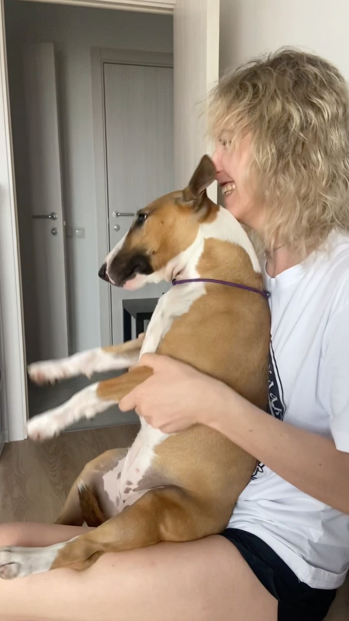 minibull_izzi в LOOKY. #bullterrier,#bullterrierlovers,#bullterriers,#minibull,#minibullterrier,#dog,#doglive,#doglover,#doglove,#fun,#funny,#rock,#rocknroll,#бультерьер,#минибультерьер,#минибуль,#собака,#собакадругчеловека,#собакадруг,#смех,#рок. Нам срочно нужны бар...