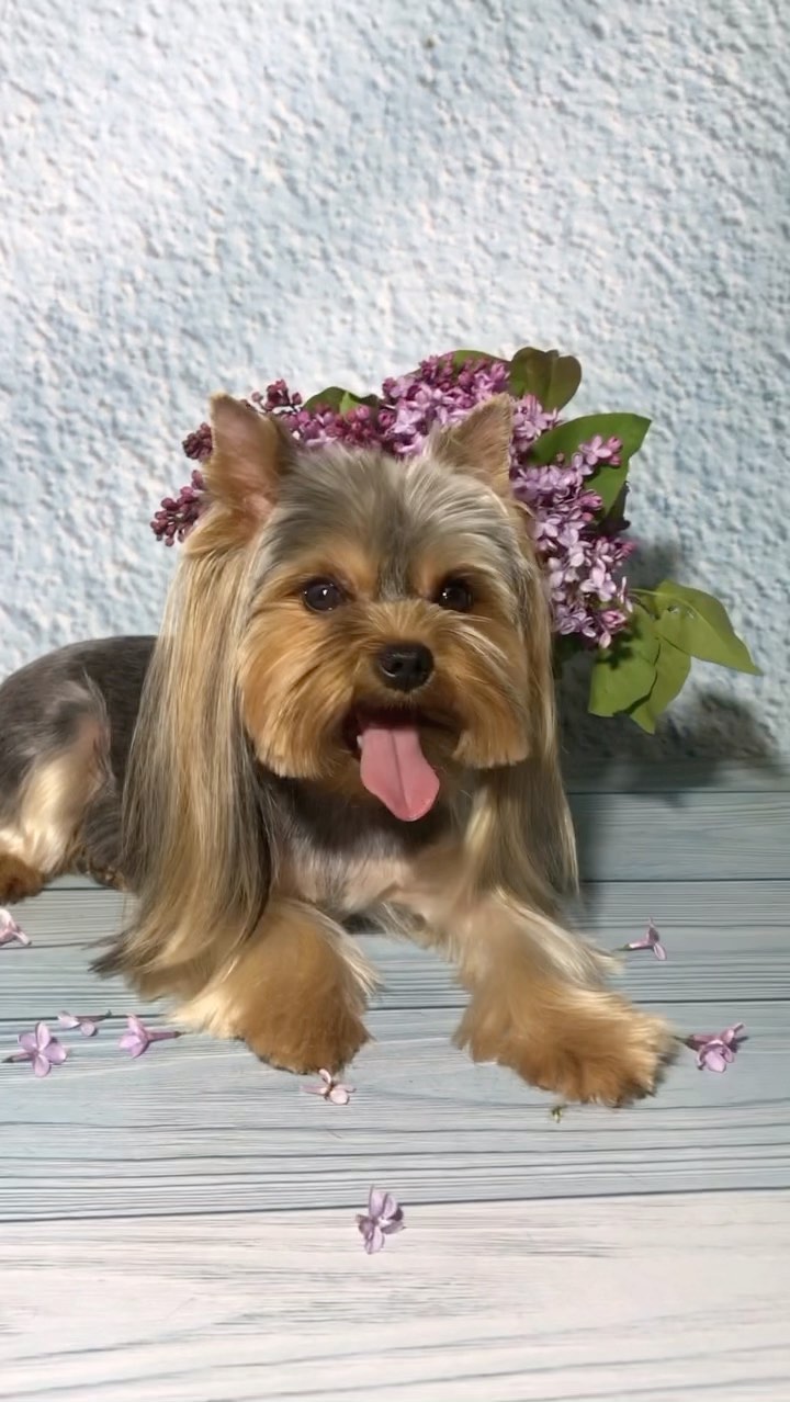groomer.tih_bezam в LOOKY. #йорк,#стрижкашпица,#стрижкасобактихорецк,#грумингсалонтихорецк,#грумервтихорецке,#стрижкасобаквтихорецке,#groomertih,#sobakitih,#собакитихорецк,#уходзасобакойтихорецк,#грумертихорецк,#триммингтихорецк,#цвергшнауцер,#стрижкасобактихорецкийрайон,#грумингтихорецк,#tih,#dogtih,#бантикиручнойработы,#подстричьсобакутихорецк,#dog,#strijkasobaktihoreck,#вычессобак,#бишон,#груминг,#стрижкайорка,#лучшийгрумертихорецк,#doggroomer,#poodle,#bischonfrise,#dog,#пекинес. •МИЛОСТИ•
.
.
Не заб...
