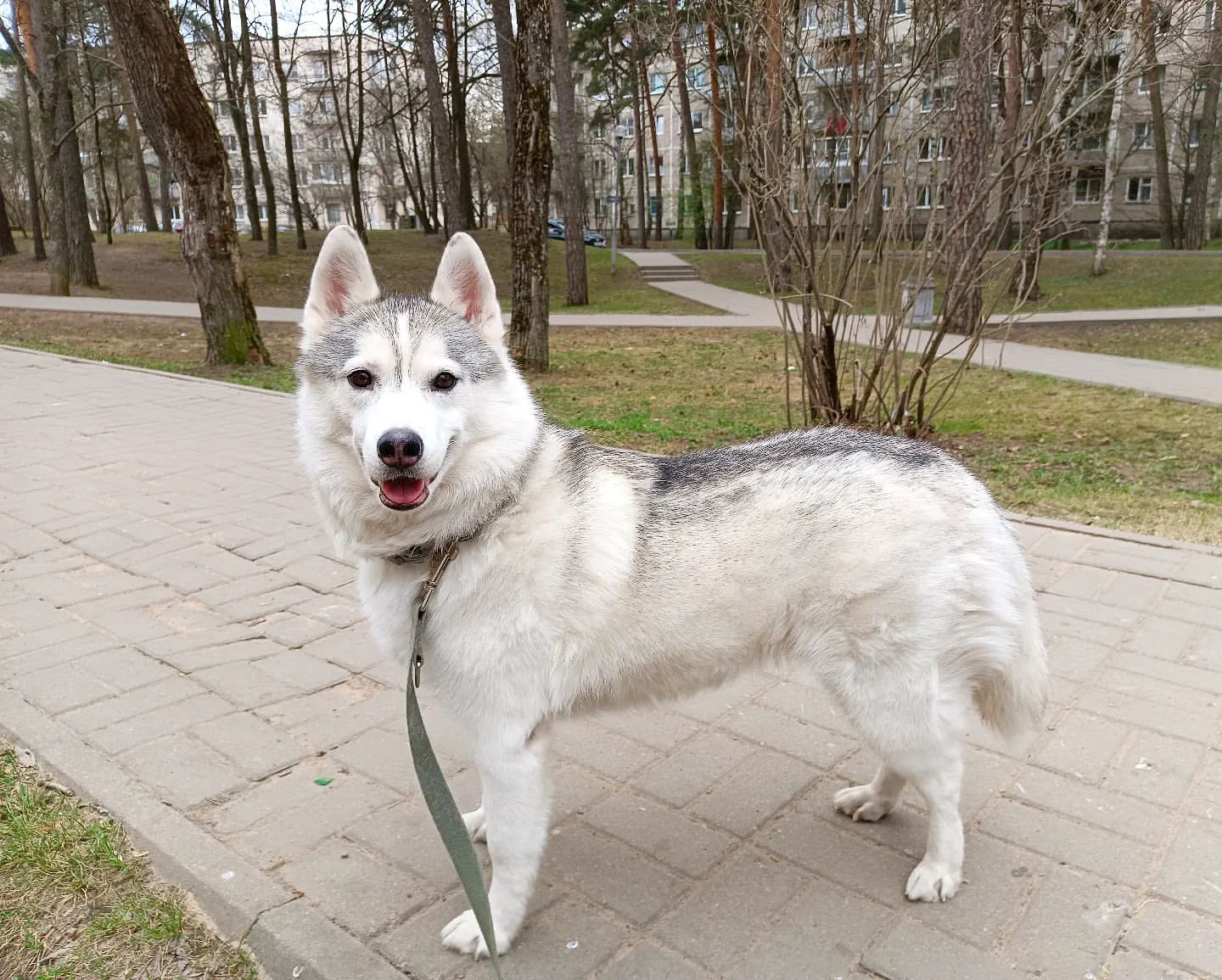 masha_skryabina13 в LOOKY. . null