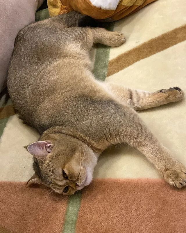 sofisofi2813 в LOOKY. . М̶о̶я̶ кошка😘😘🥰